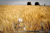 شیوه جدید برای افزایش ۱۰۰ درصدی تولید گندم