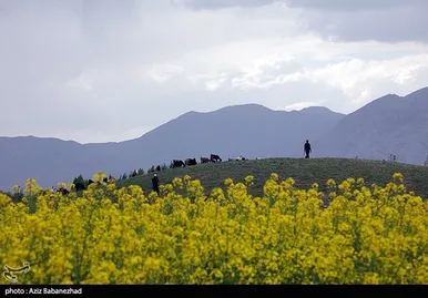 ایران زیباست | کشت کلزا در شهرستان سلسله - لرستان
