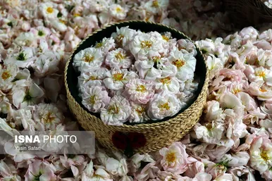 ایران زیباست | گلاب گیری در روستای گیلده گیلان