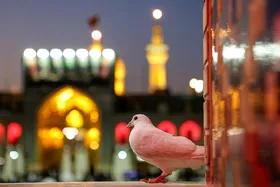 برگزاری برنامه &laquo;همای رحمت&raquo; ویژه بانوان در ایام میلاد امیرالمؤمنین(ع) در حرم مطهر رضوی