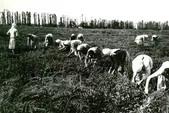 تاریخچه‌ای از کشت چای در ایران | چند‌و‌چون چای