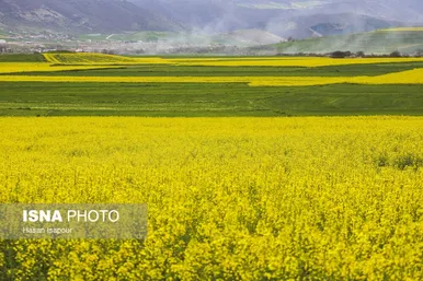 ایران زیباست | کشت کلزا در مناطق کوهستانی دودانگه - مازندران