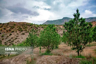 ایران زیباست | برداشت گیلاس در روستای بندبن