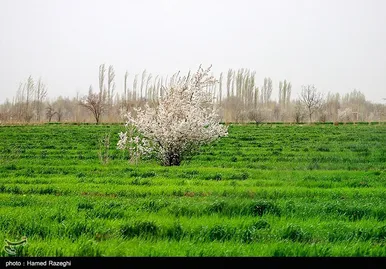 شکوفه‌های بهاری ابهر - زنجان