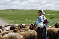 فیلم کوتاه «دشت می‌خواند» در راه ایتالیا