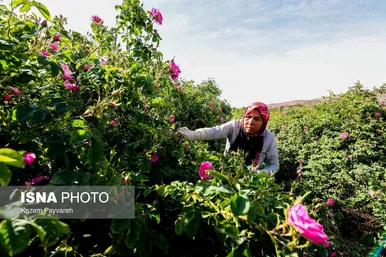برداشت گل محمدی در کاشان