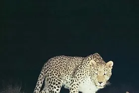 فیلم/ باز هم پلنگ سرگردان در معدن خراسان&zwnj; رضوی