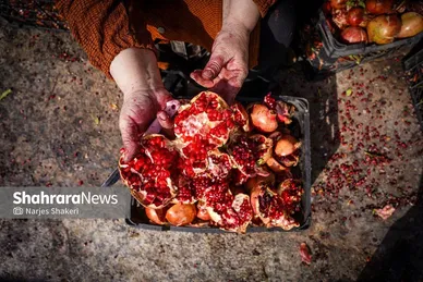 گزارش تصویری | فصل برداشت انار از باغ‌های شهرستان کاشمر