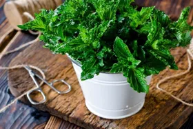نعناع گربه ای، پشه&zwnj;ها را فراری می&zwnj;دهد