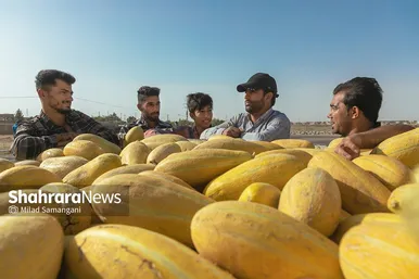 فصل برداشت خربزه‌ جامی