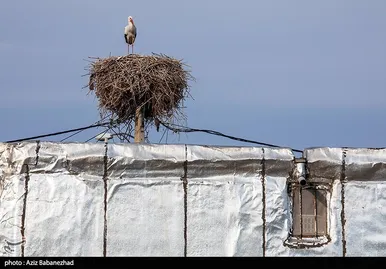 ایران زیباست | همزیستی لک لک‌ها در روستای کپر جودکی بروجرد با مردم روستا