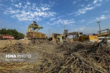 آغاز برداشت محصول نیشکر در خوزستان