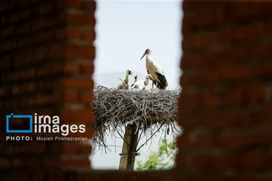 «خداوند لک‌لک‌ها را دوست دارد»