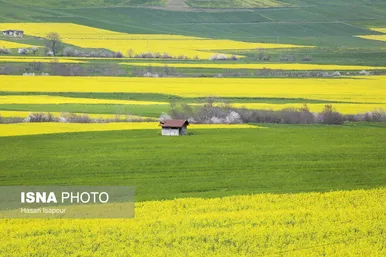 ایران زیباست | کشت کلزا در مناطق کوهستانی دودانگه - مازندران