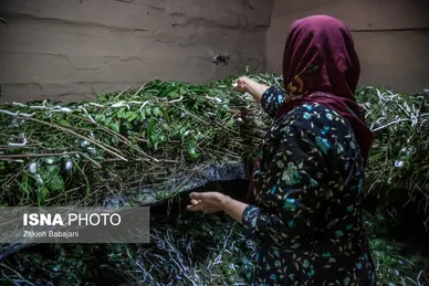 زندگی در ارتفاعات جنگل‌های هیرکانی