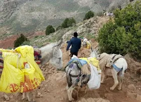 ویدئو| انگلیسی صحبت کردن فردی که در دماوند قاطر اجاره می&zwnj;دهد