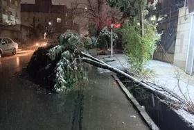 جمع&zwnj;آوری ۱۱۱ مورد درخت و سرشاخه سقوطی بر اثر بارش برف در مشهد طی شب گذشته (۲۶ آذر ۱۴۰۴)