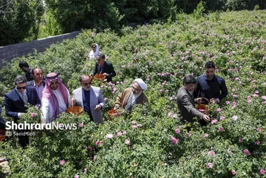 گزارش تصویری | جشن گل‌های محمدی روستای فرخد خراسان رضوی