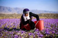 به‌روزرسانی اطلاعات حدود ۲۰ هزار زن فعال در عرصه کشاورزی در کشور