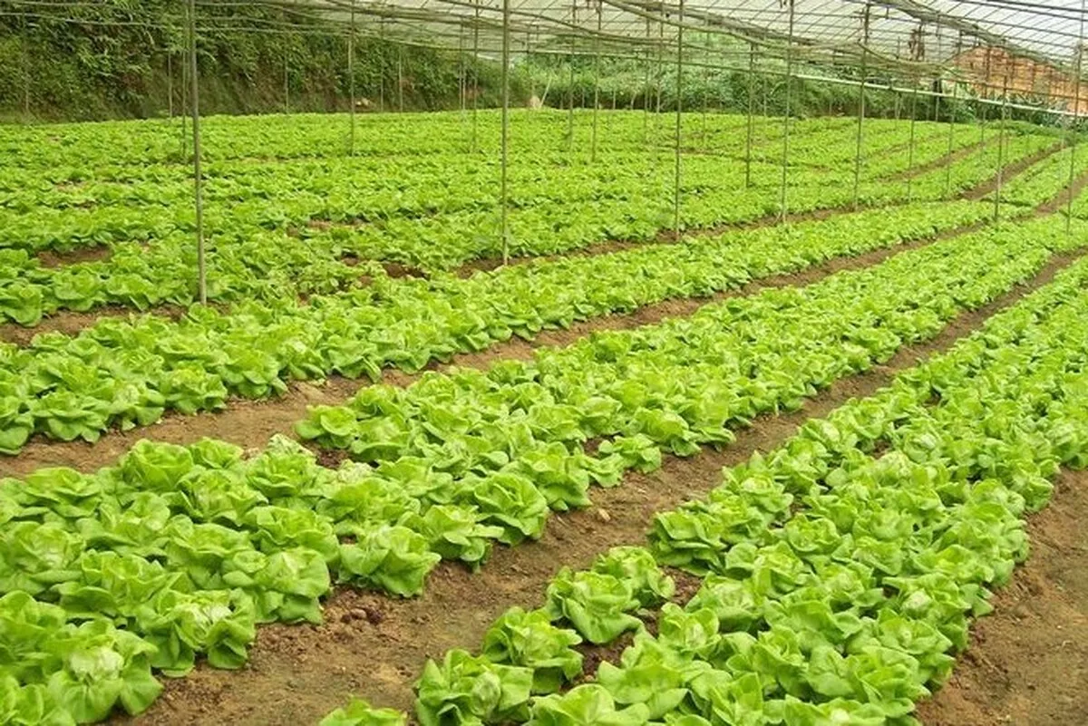 معاون سازمان جهاد کشاورزی خراسان رضوی: پاییز امسال مناسب کشت پاییزی است
