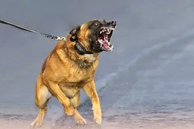 حمله به خانواده مشهدی در یک بعداز ظهر سگی