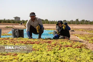 گزارش تصویری | شهرستان تاکستان قطب انگور ایران