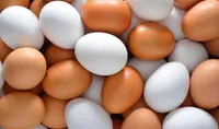 صادرات تخم مرغ رکورد زد