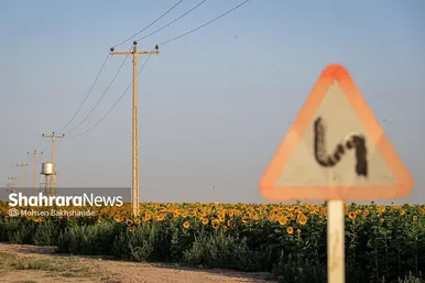 مزرعه آفتابگردان در حوالی برج رادکان