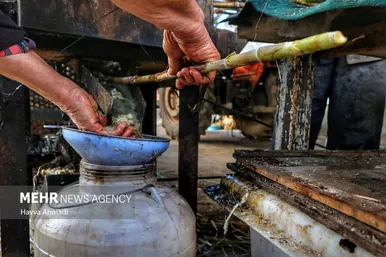 برداشت نیشکر در مازندران