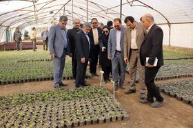 کاهش وابستگی به خرید گل و گیاه در شهرداری مشهد با توسعه تولیدات داخلی