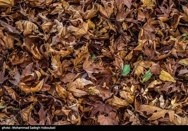 ایران زیباست | طبیعت باغ پهلوان پور- مهریز