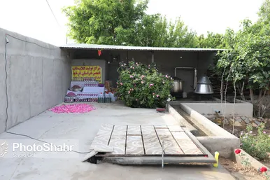 برداشت گل محمدی در روستای فرخد