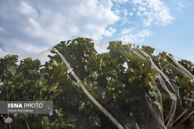 ایران زیباست | بزرگترین انجیرستان دیم جهان - استهبان