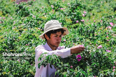 گزارش تصویری | برداشت گل محمدی از روستای فرخد «قمصر خراسان»