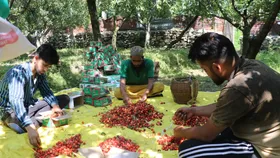 برداشت گیلاس در کشمیر