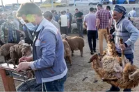 هشدار دامپزشکی خراسان‌ رضوی درباره خطر انتقال بیماری تب‌ خونریزی‌دهنده