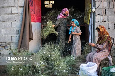 گزارش تصویری | نوغانداری، تولید ثروت از کرم ابریشم