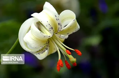 شکوفایی نادرترین گل جهان در داماش گیلان