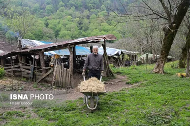 گزارش تصویری | دامداری سنتی گالش مِنزل - سوادکوه