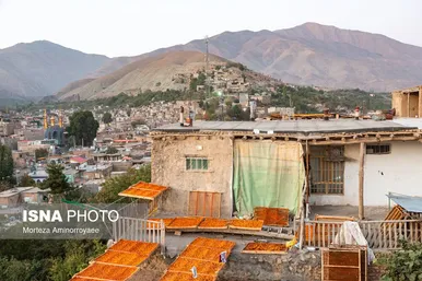 ایران زیباست | «خرو» بزرگ‌ترین تولیدکننده آلو در کشور