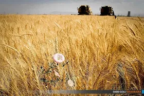 آغاز برداشت گندم از مزارع شهرستان مشهد آغاز شد (۲ تیر ۱۴۰۳)