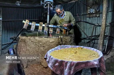 برداشت نیشکر در مازندران