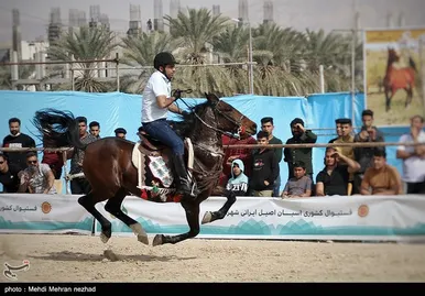 دومین فستیوال کشوری اسب اصیل ایرانی در بوشهر