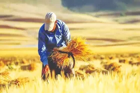 نرخ پیشنهادی خرید تضمینی گندم ۳۲ هزار و ۵۰۰ تومان
