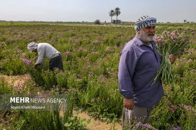 ایران زیباست | برداشت گل در حمیدیه خوزستان