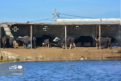 پرورش گاومیش «خوزستان»