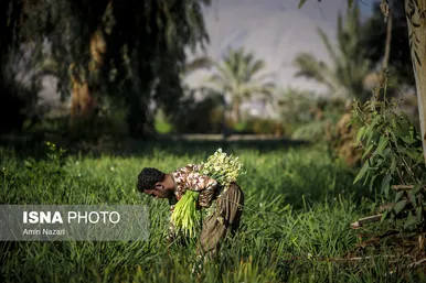 زمستان فصل برداشت گل نرگس