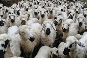 خروج غیرقانونی دام از مرز&zwnj;های غربی کشور | قیمت تمام شده هر کیلو دام بالای ۷۰ هرار تومان!