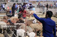 آغاز عرضه و ذبح بهداشتی عید قربان از ساعت ۶ صبح فردا (۶ خرداد ۱۴۰۵)