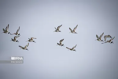 ایران زیباست | تالاب هورالعظیم